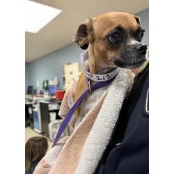 Photo of Jazzy, adoptable Pug Chihuahua in Jurupa Valley, California