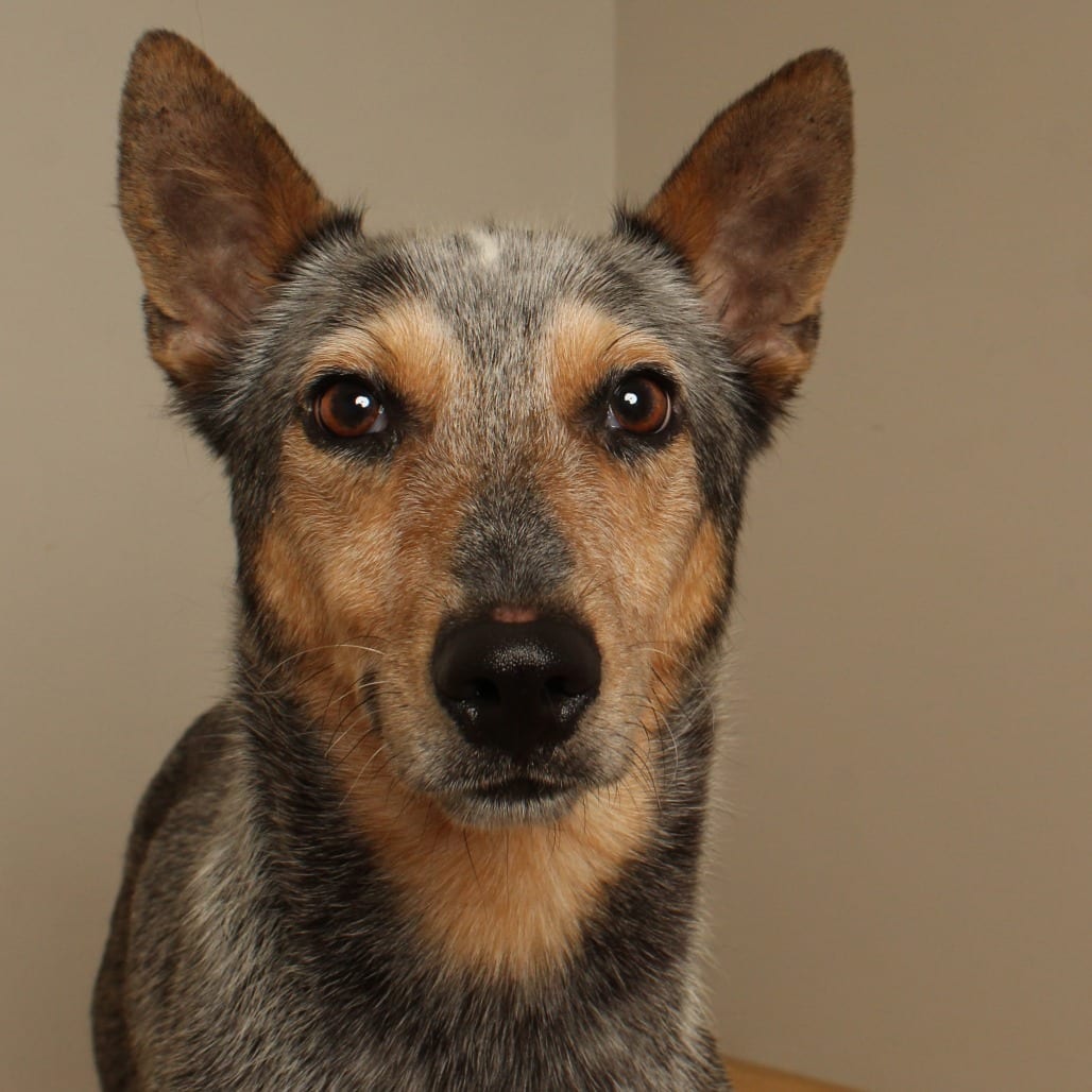 Photo of Domino D71325, adoptable Cattle Dog, Australian (Blue Heeler) in Minnesota, Minnesota