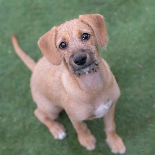 Photo of Surf Pup - Choppy, adoptable Spaniel in San Diego, California