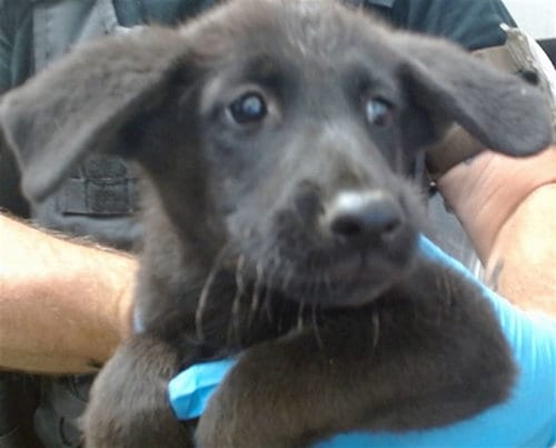 Photo of Jam, adoptable German Shepherd Dog in San Bernardino, California