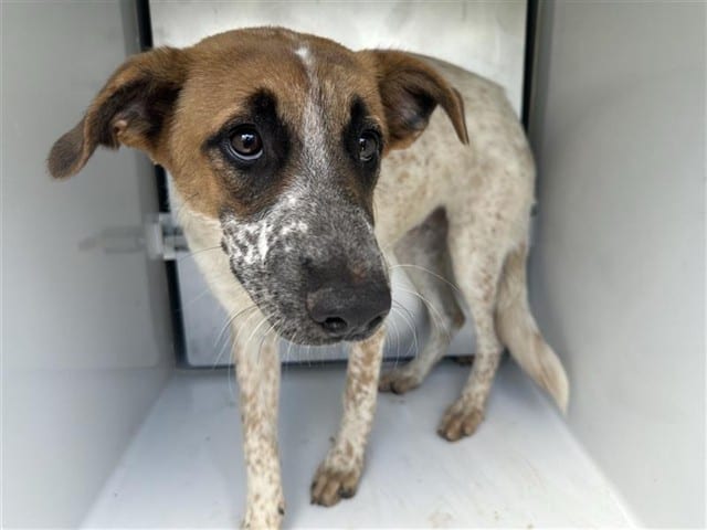 Photo of Senior Australian Cattle Dog mix, adoptable Australian Cattle Dog mix in Houston, Texas