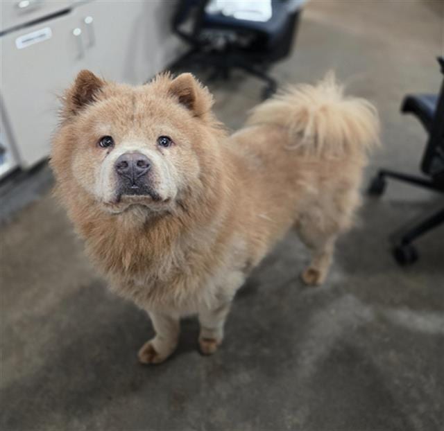 Photo of Turkey, adoptable Chow Chow mix
