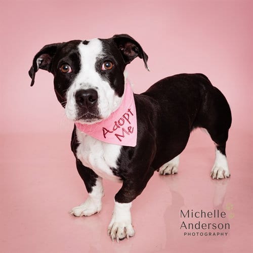 Photo of Baby Girl, adoptable Pit Bull Terrier in Corona, California