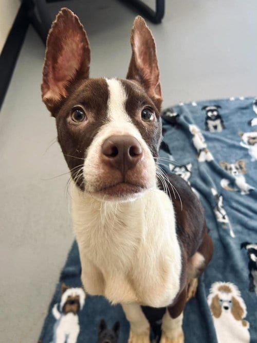 Photo of Poppa, adoptable Boston Terrier in Rockwall, Texas