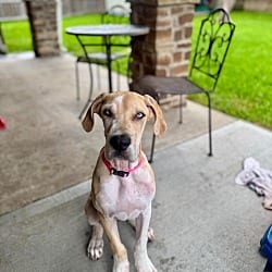 Photo of Kirby, adoptable Great Dane in Bullard, Texas