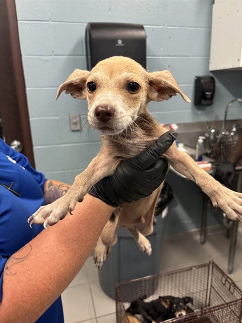 Photo of Eevee, adoptable Chihuahua in Corpus Christi, Texas
