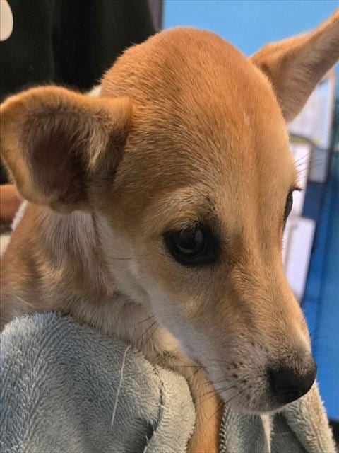 Photo of A171613, adoptable Chihuahua in Bakersfield, California
