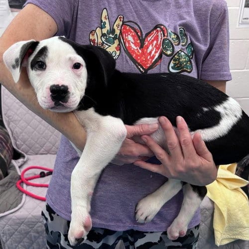 Photo of Boots, adoptable Labrador Retriever in Muskegon, Michigan