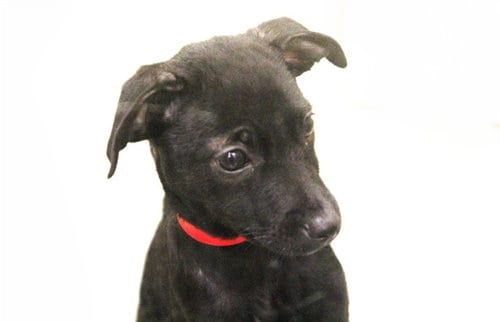 Photo of Bat, adoptable Chihuahua in Ft Lauderdale, Florida