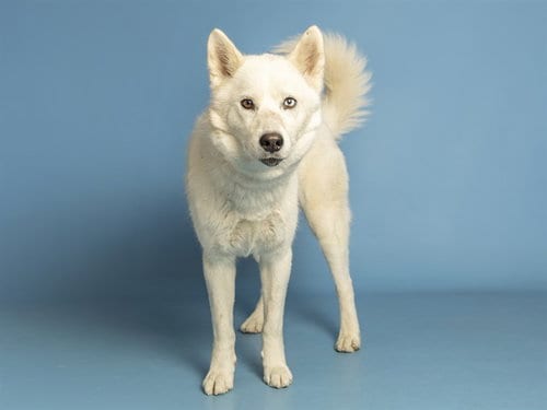 Photo of Marshmallow, adoptable Siberian Husky in Phoenix, Arizona