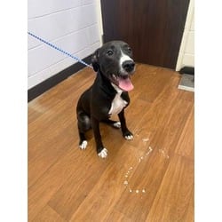 Photo of Panther, adoptable Mixed Breed (Medium) in Baton Rouge, Louisiana