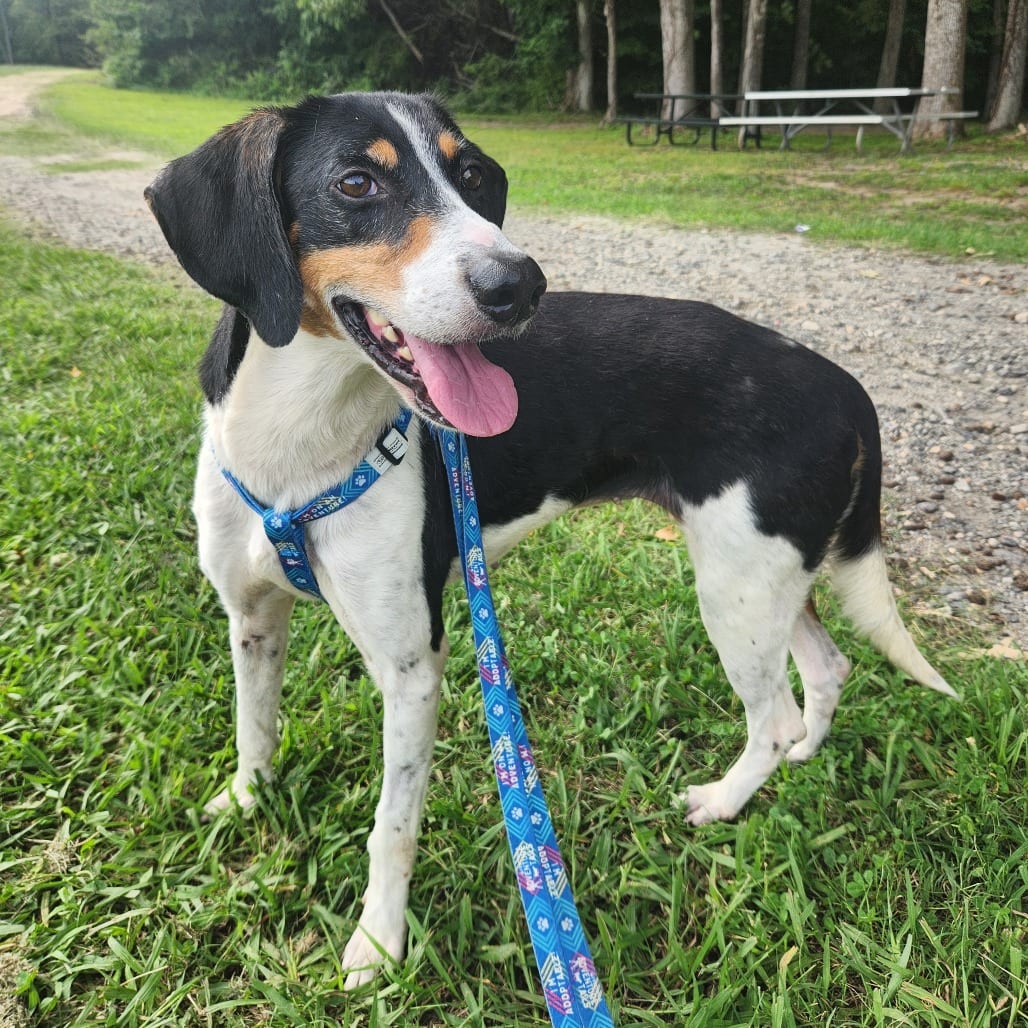 Photo of Dulce, adoptable Mixed Breed (Medium) in Fredericksburg, Virginia
