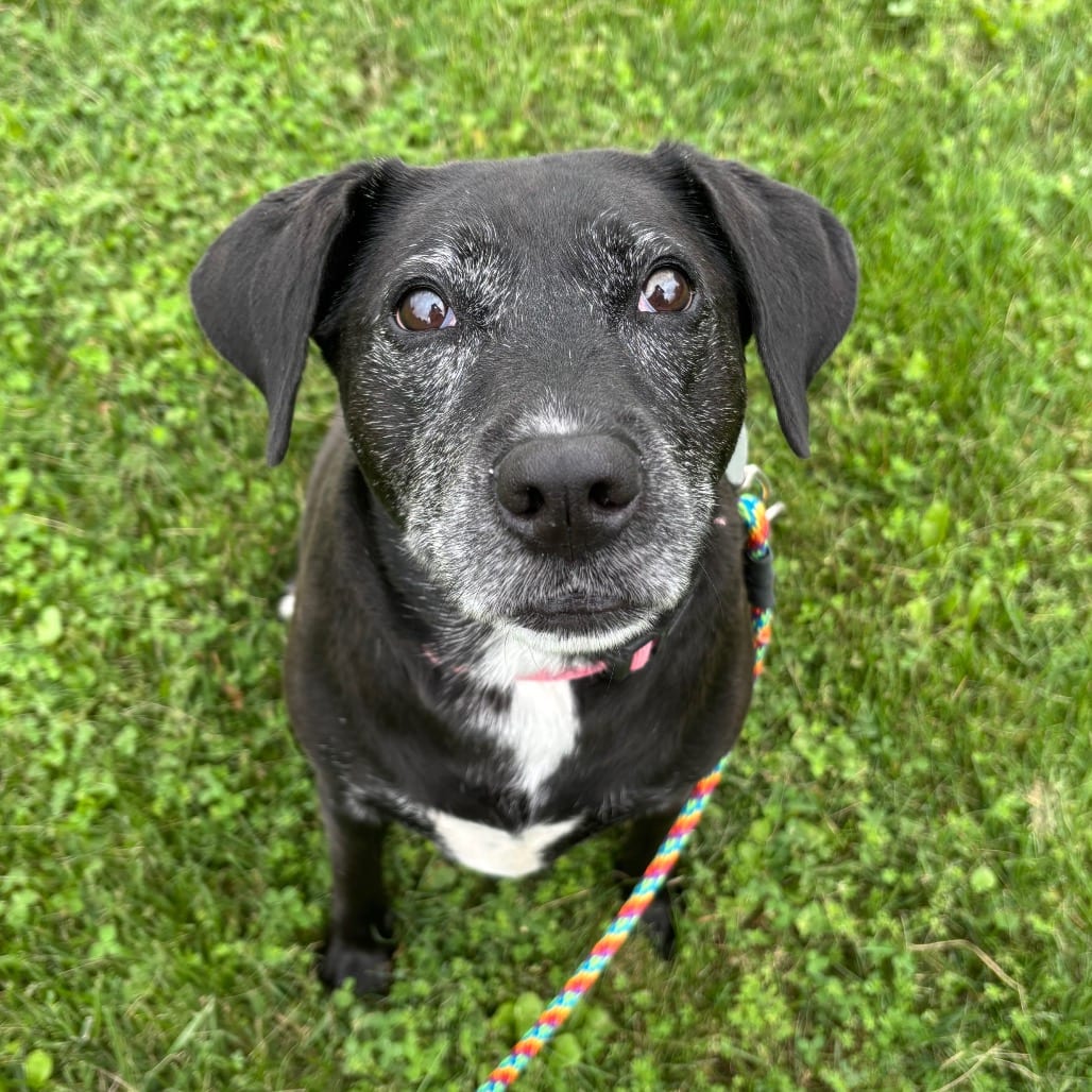 Photo of Rory, adoptable Retriever, Labrador / Mix in Brookfield, Wisconsin