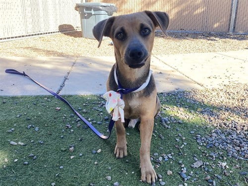 Photo of Pirate, adoptable Beagle in Phoenix, Arizona