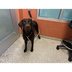 Photo of Godiva, adoptable Labrador Retriever in Pueblo, Colorado