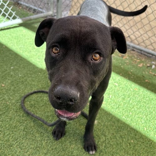 Photo of Julia, adoptable American Pit Bull Terrier in Phoenix, Arizona