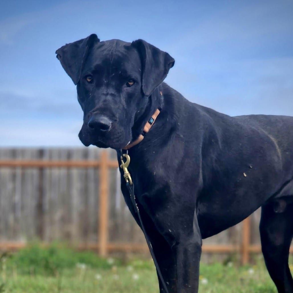 Photo of Othello, adoptable Great Dane in Port Angeles, Washington