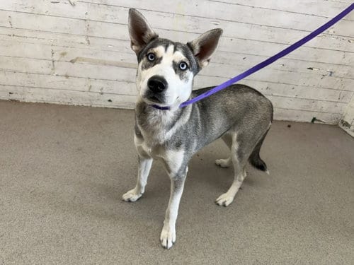 Photo of Lilly, adoptable Siberian Husky in San Bernardino, California