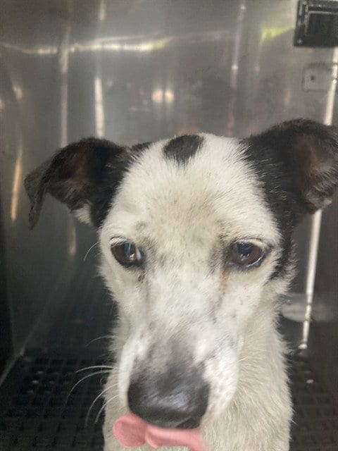 Photo of Princess, adoptable Chihuahua in Dallas, Texas