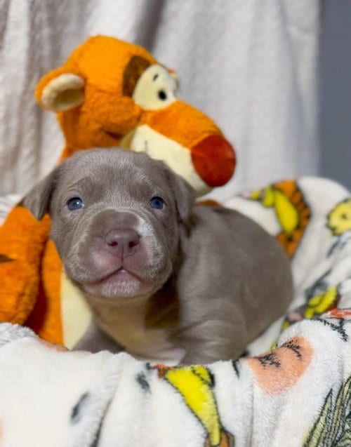 Photo of Tigger, adoptable American Pit Bull Terrier in Belleville, Michigan