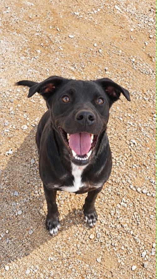 Photo of Barney, adoptable Labrador Retriever in Evansville, Indiana