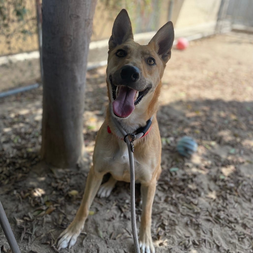 Photo of Croissant, adoptable Shepherd / Mixed Breed (Medium) in Riverside, California