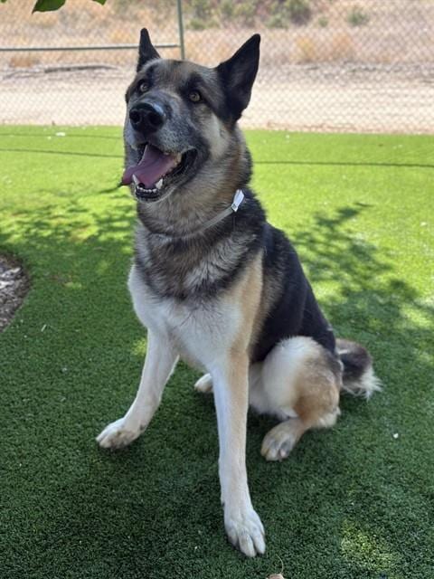 Photo of Loki, adoptable Husky in Castaic, California