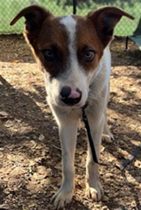 Photo of Piggy, adoptable Australian Cattle Dog/Blue Heeler in Santa Barbara, California