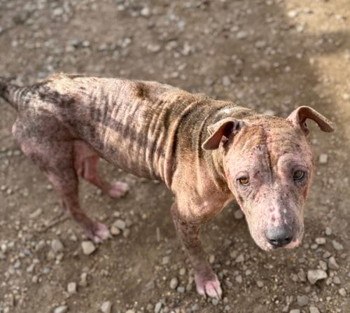 Photo of Calis, adoptable American Pit Bull Terrier in Corning, Arkansas