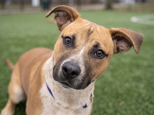 Photo of Trevor, adoptable Pit Bull Terrier in Denver, Colorado