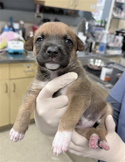 Photo of Pumbaa, adoptable German Shepherd Dog in Riverside, California