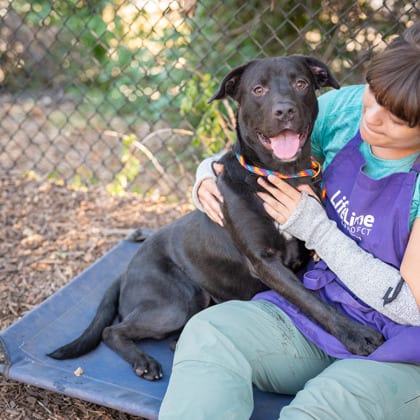 Photo of Vardo, adoptable dog in Chamblee, Georgia