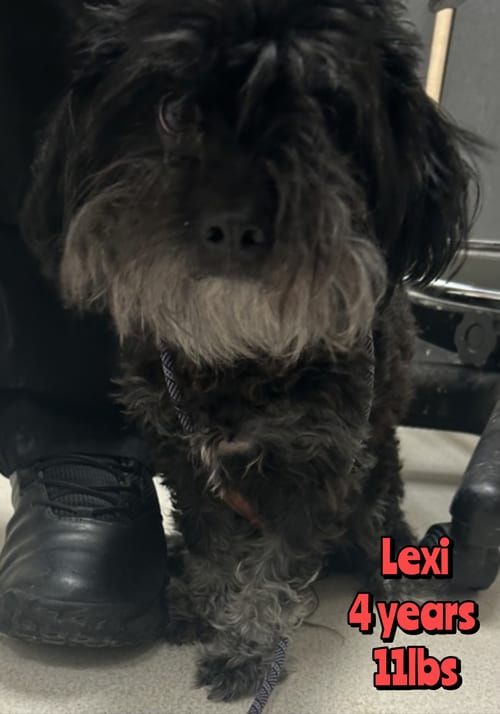 Photo of Lexi, adoptable Shih Tzu in Holbrook, New York