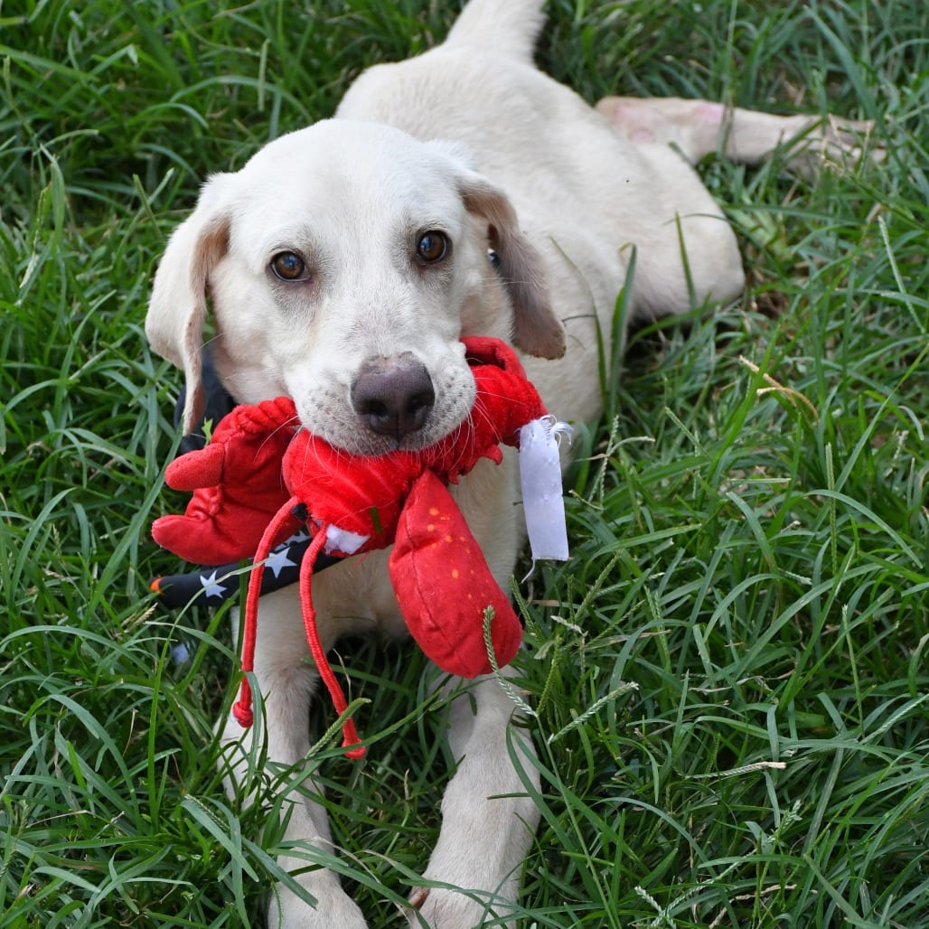 Photo of Pookie, adoptable Retriever, Yellow Labrador in Beaumont, Texas
