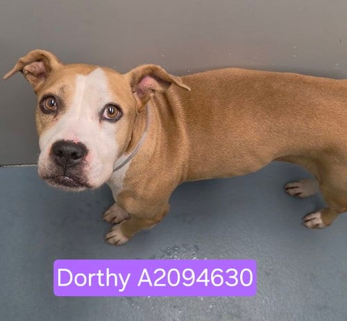 Photo of Dorthy, adoptable Staffordshire Bull Terrier in Houston, Texas
