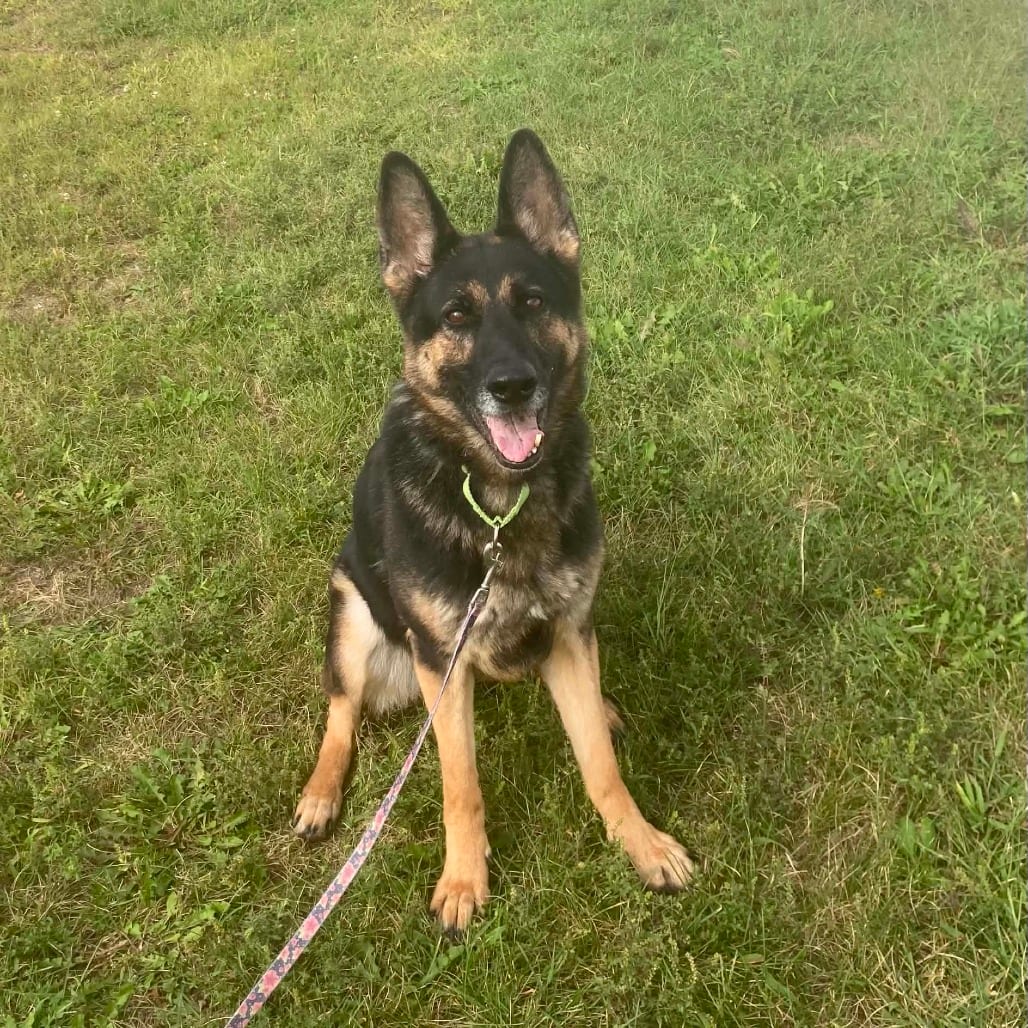 Photo of Reese, adoptable Shepherd, German in Ballston Spa, New York