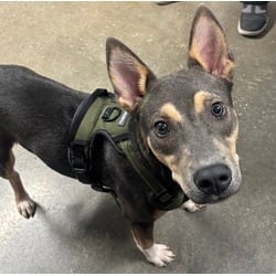 Photo of Rolf, adoptable German Shepherd Dog in San Antonio, Texas