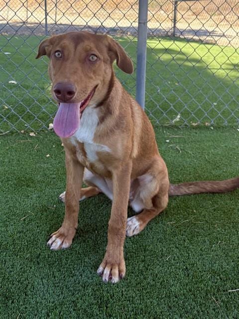 Photo of Blondie, adoptable German Shepherd Dog in Castaic, California