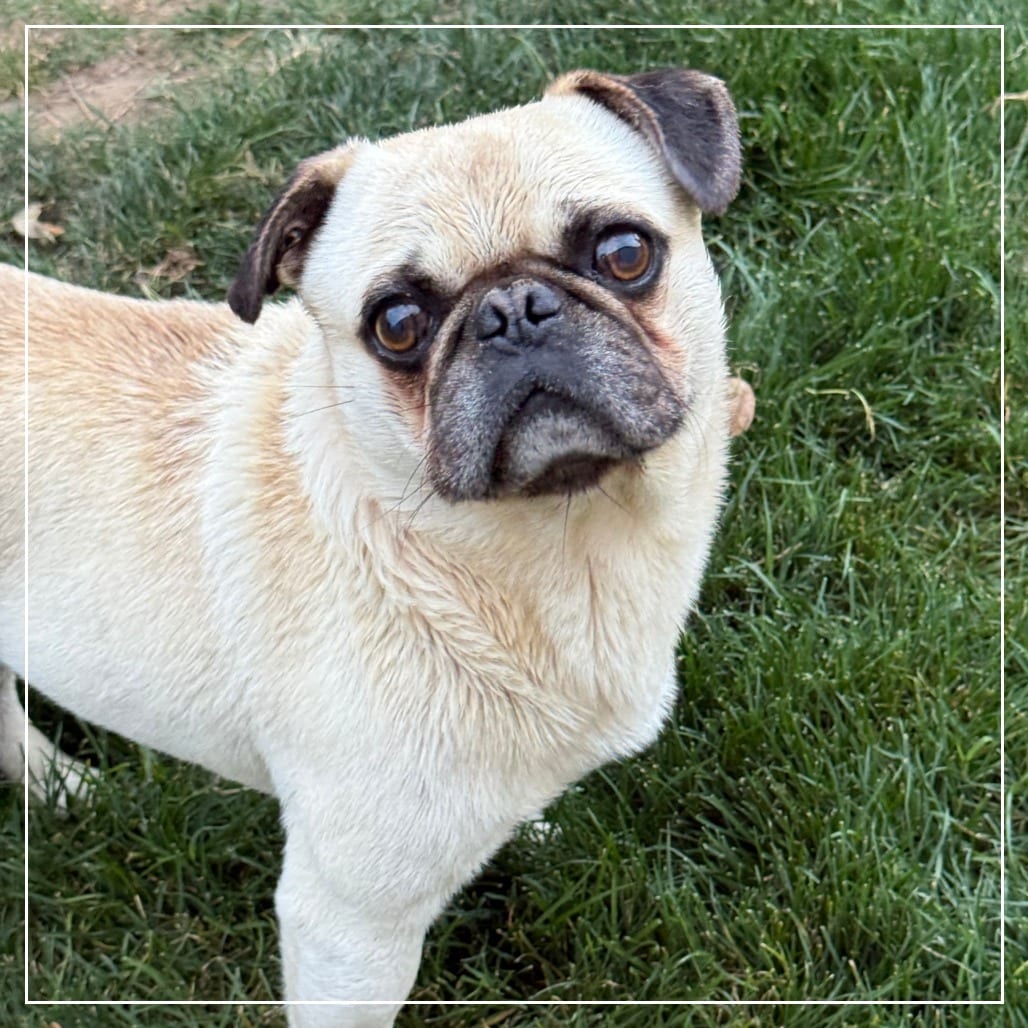 Photo of Beau, adoptable Pug in California, California