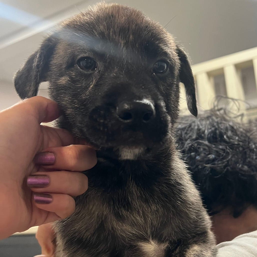 Photo of Copper, adoptable Shepherd / Mix in San Francisco, California