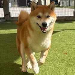 Photo of Rugar 5150, adoptable Shiba Inu in Loxahatchee, Florida