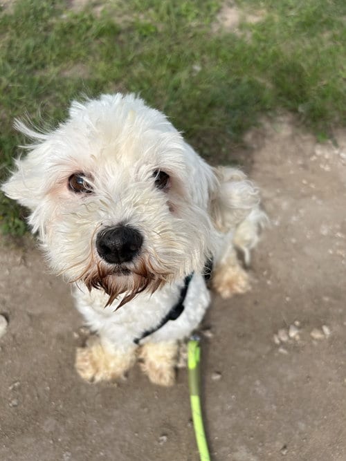 Photo of Ned, adoptable Poodle (Miniature) in Pipe Creek, Texas