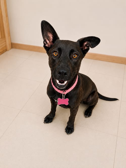 Photo of Alana, adoptable Dutch Shepherd in Inglewood, California