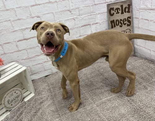 Photo of Peake, adoptable Pit Bull Terrier in Detroit, Michigan