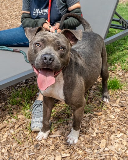 Photo of Rainey, adoptable dog in Chamblee, Georgia