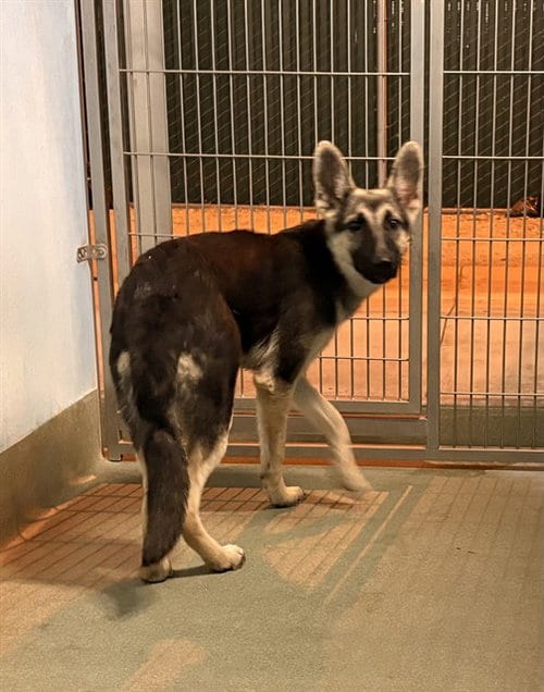 Photo of Natasha, adoptable German Shepherd Dog in Baldwin Park, California