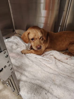 Photo of Lou, adoptable dog in Atlanta, Georgia