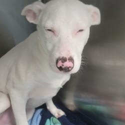 Photo of Lucky, adoptable Mixed Breed (Medium) in Loxahatchee, Florida