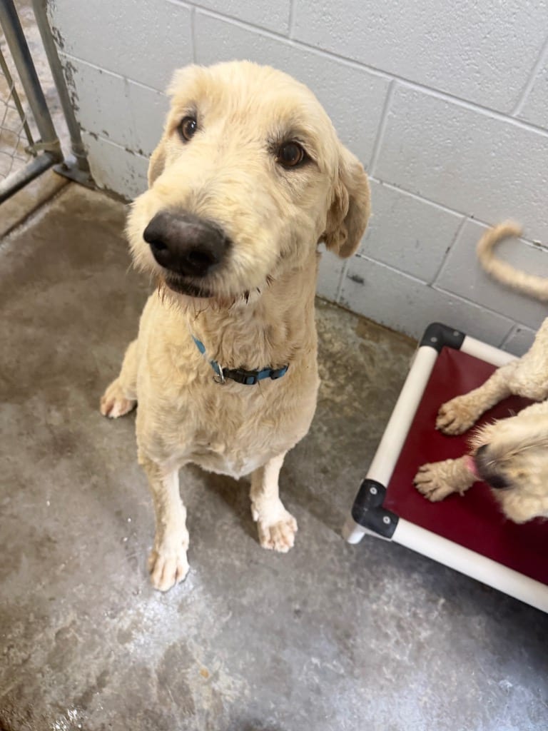 Photo of jake, adoptable Poodle in Chickamauga, Georgia