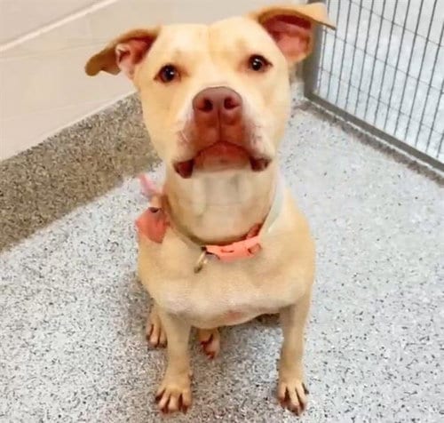 Photo of Ava, adoptable Pit Bull Terrier in Houston, Texas